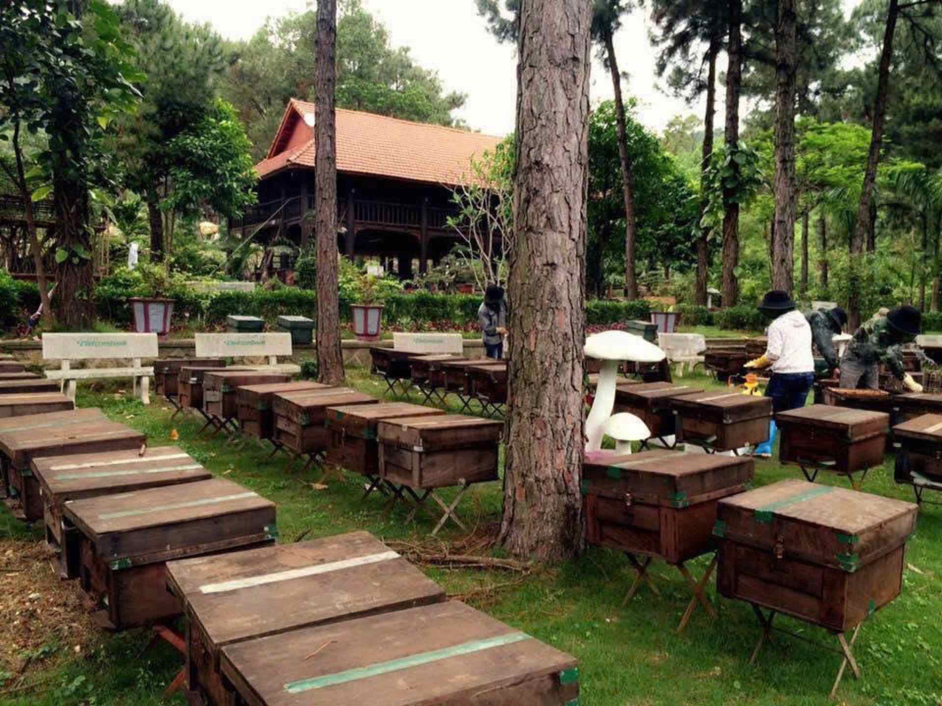Trại ong dưới rừng thông Côn Sơn